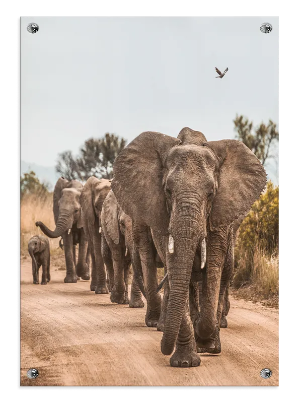 African Elephant Herd Plakat