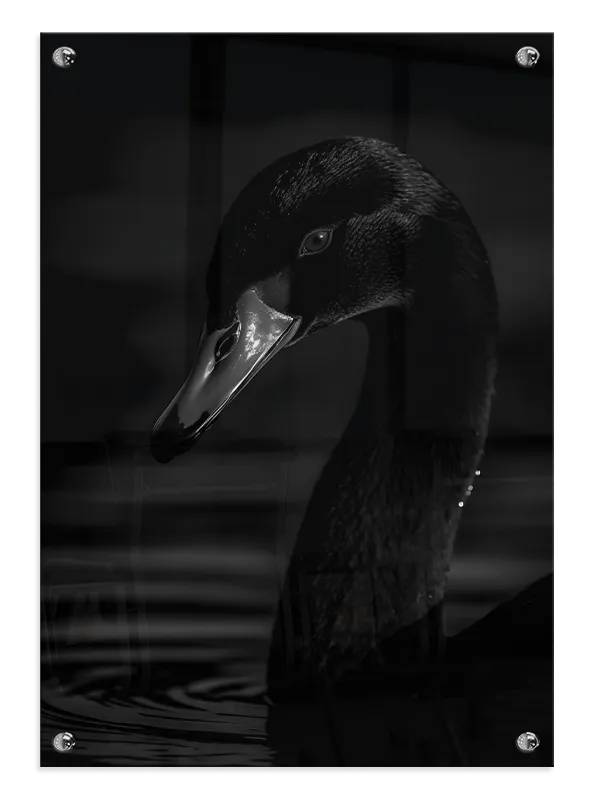 Black Swan Plakat