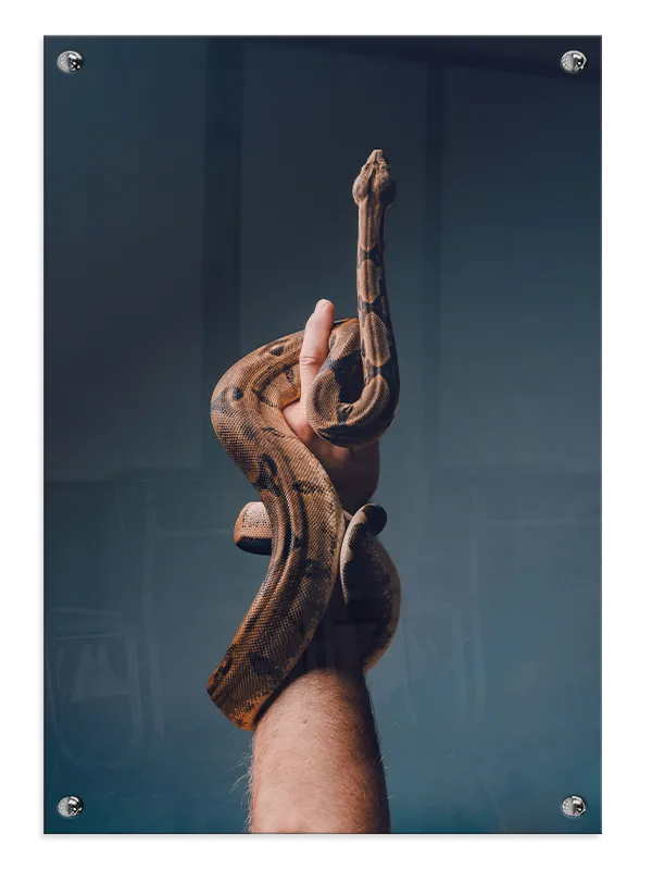 Slange Boa Constrictor Plakat