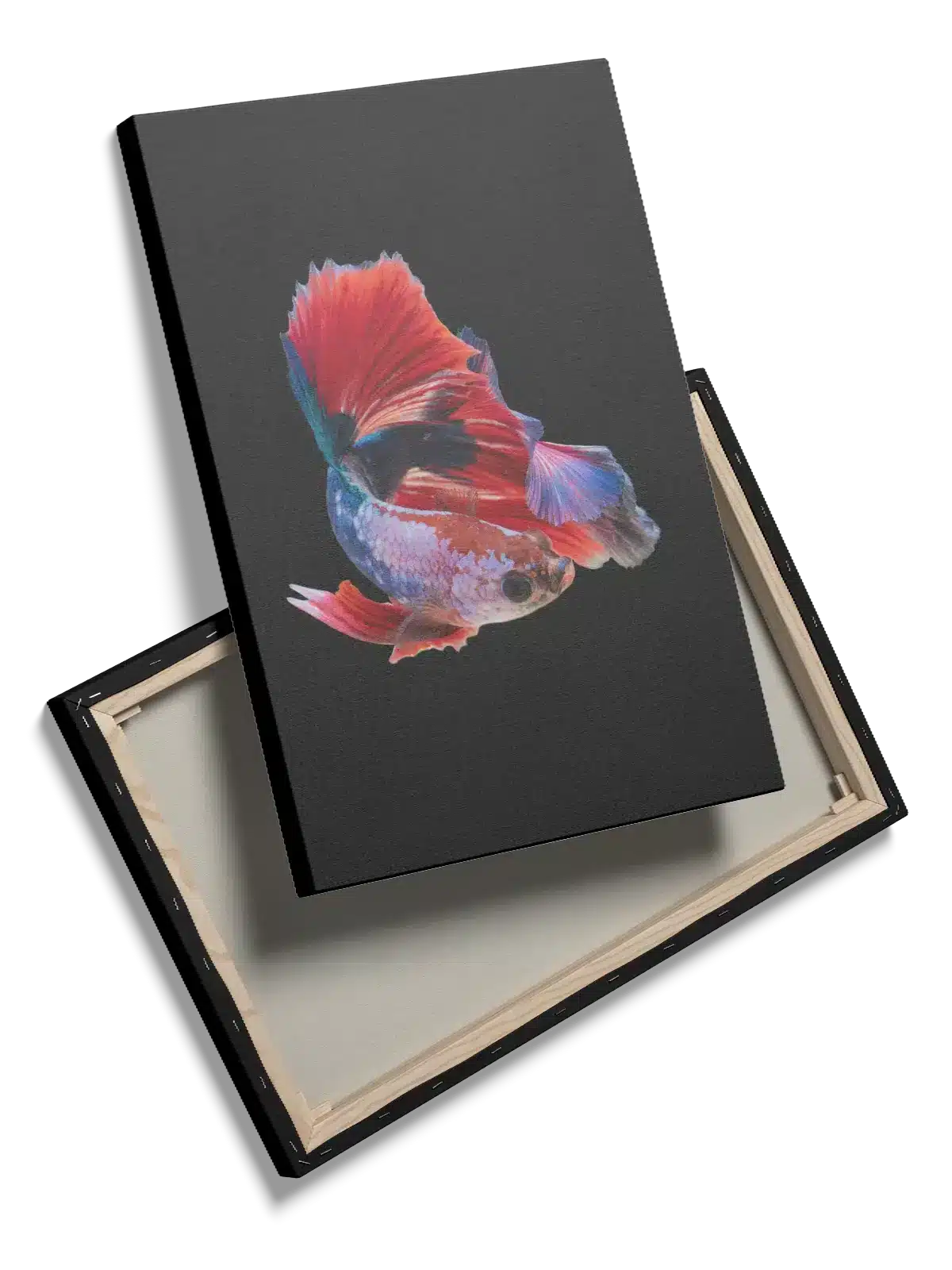 Betta Fish Plakat