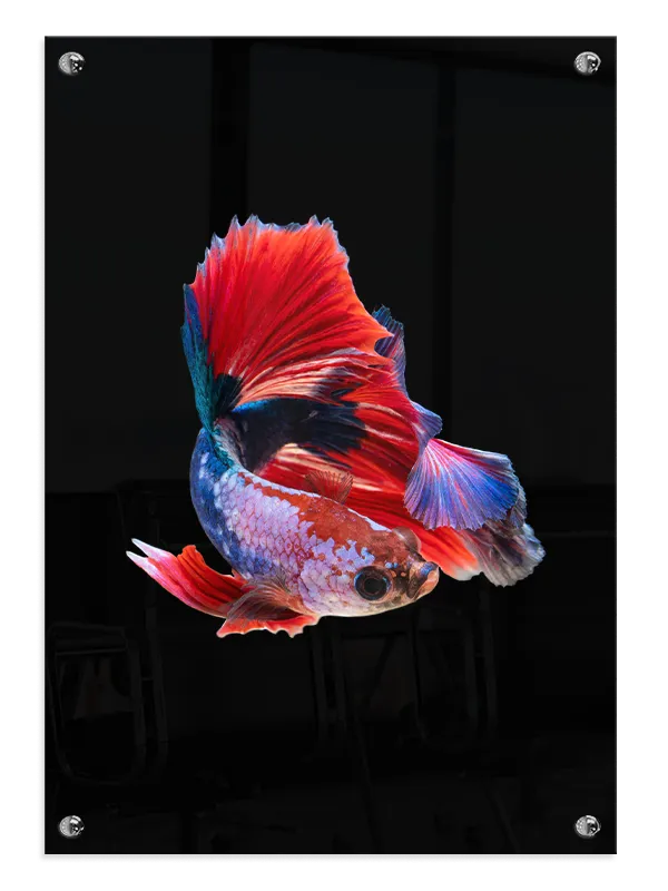 Betta Fish Plakat