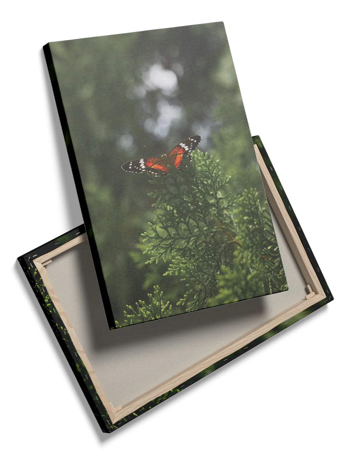 Red Admiral Butterfly Plakat
