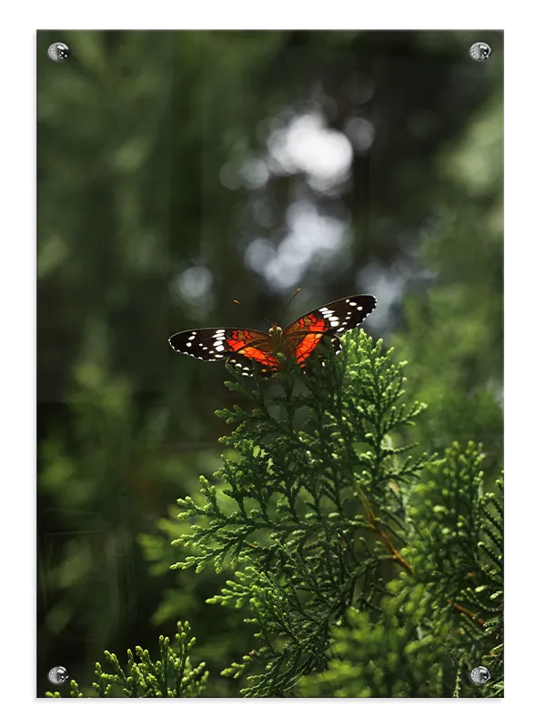 Red Admiral Butterfly Plakat