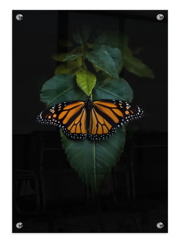 Monarch Butterfly Leaf Plakat