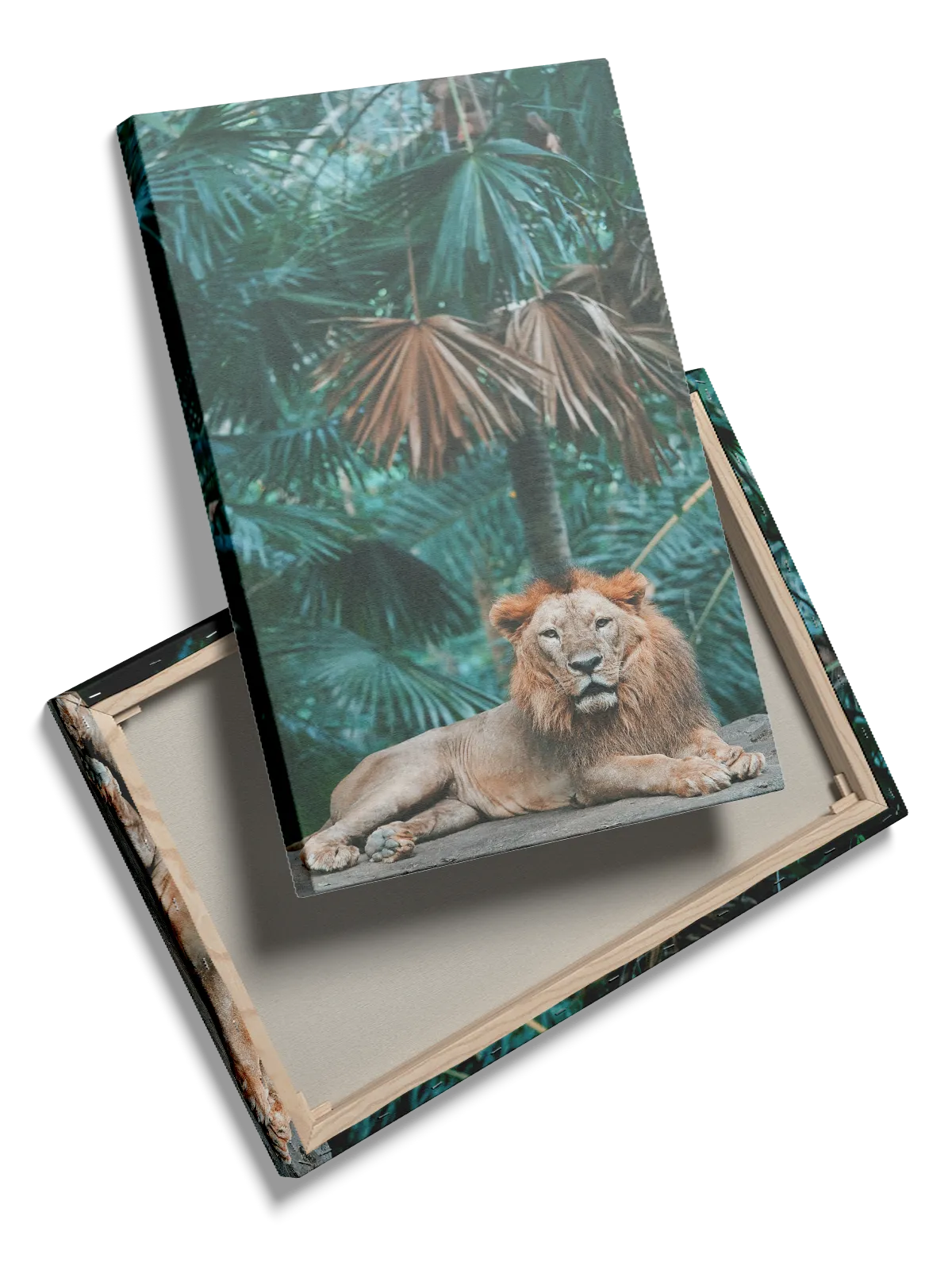 Lion In Jungle Plakat