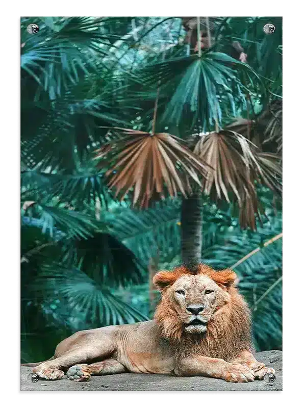 Lion In Jungle Plakat