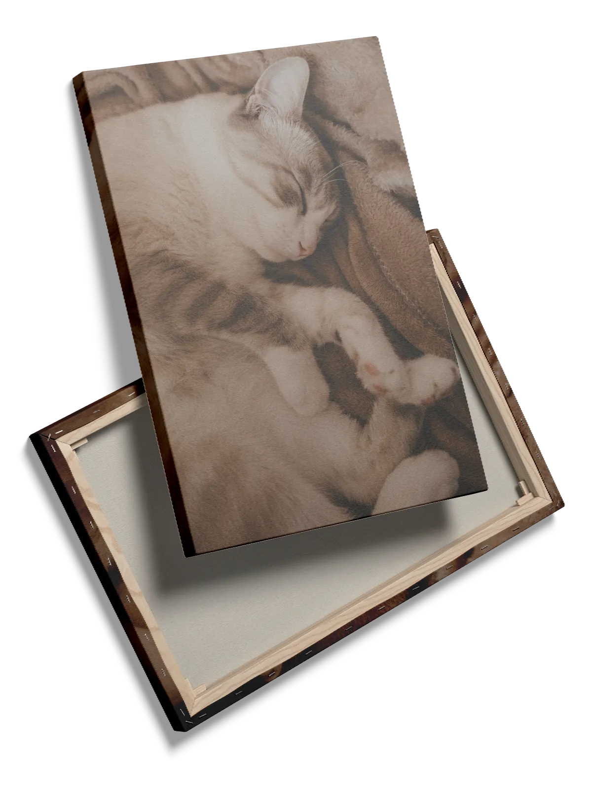 Sleeping Cat Plakat