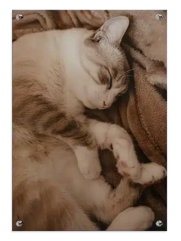 Sleeping Cat Plakat