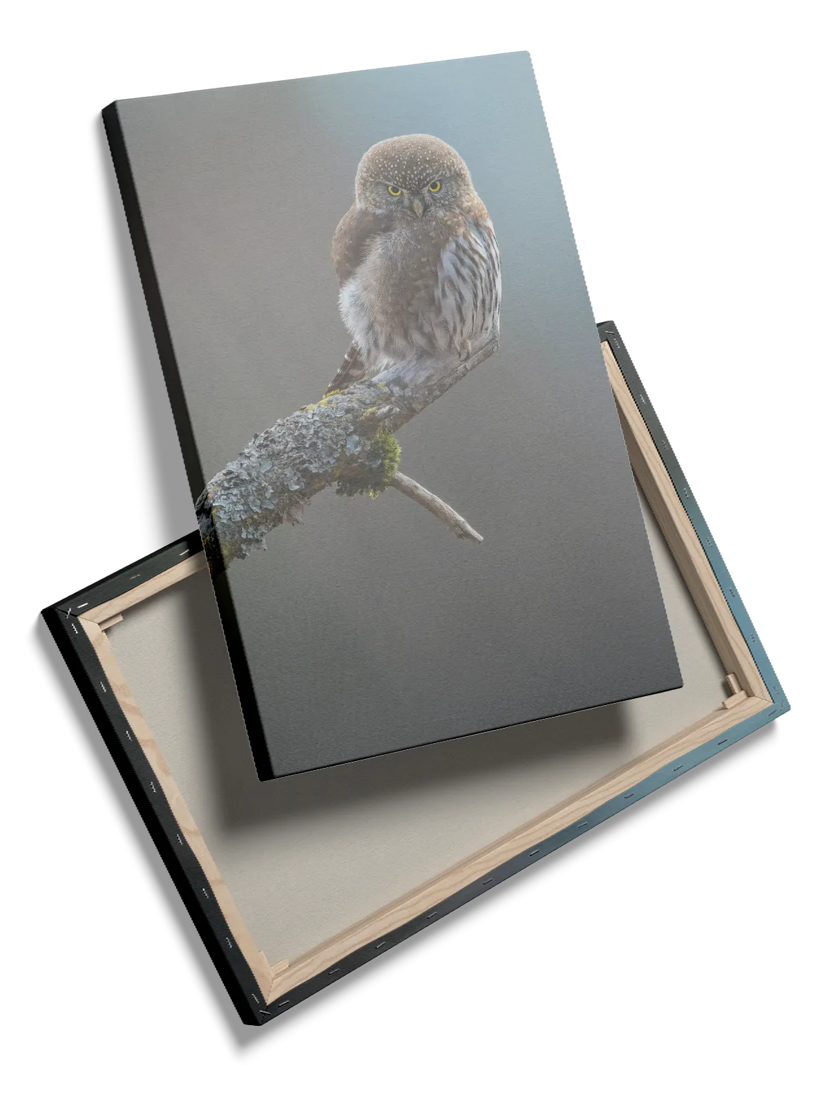 Pygmy Owl Plakat