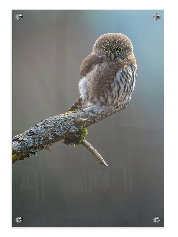 Pygmy Owl Plakat