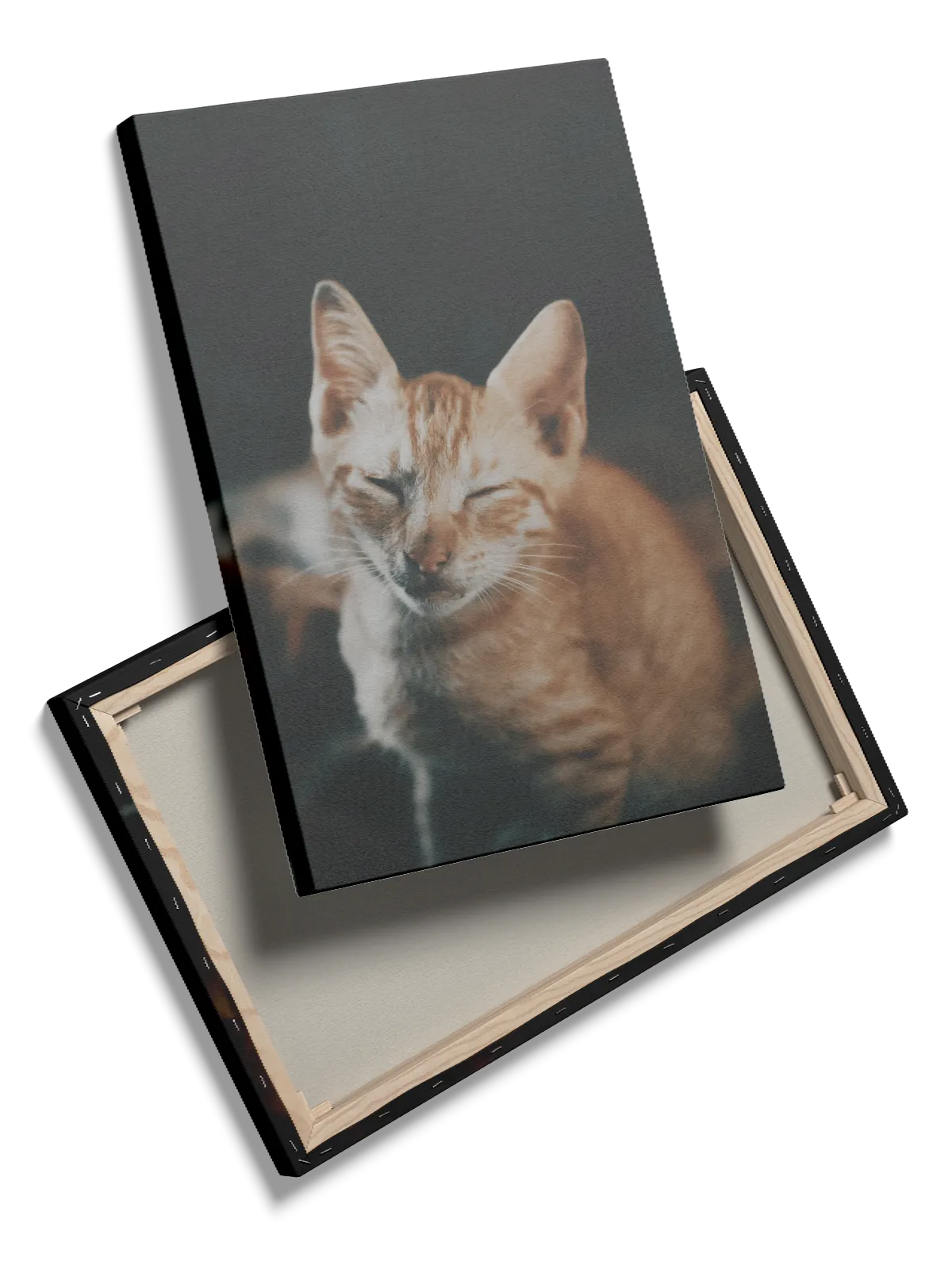 Orange Tabby Cat Plakat