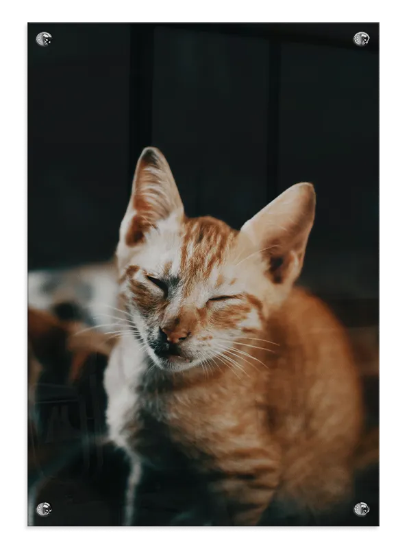 Orange Tabby Cat Plakat
