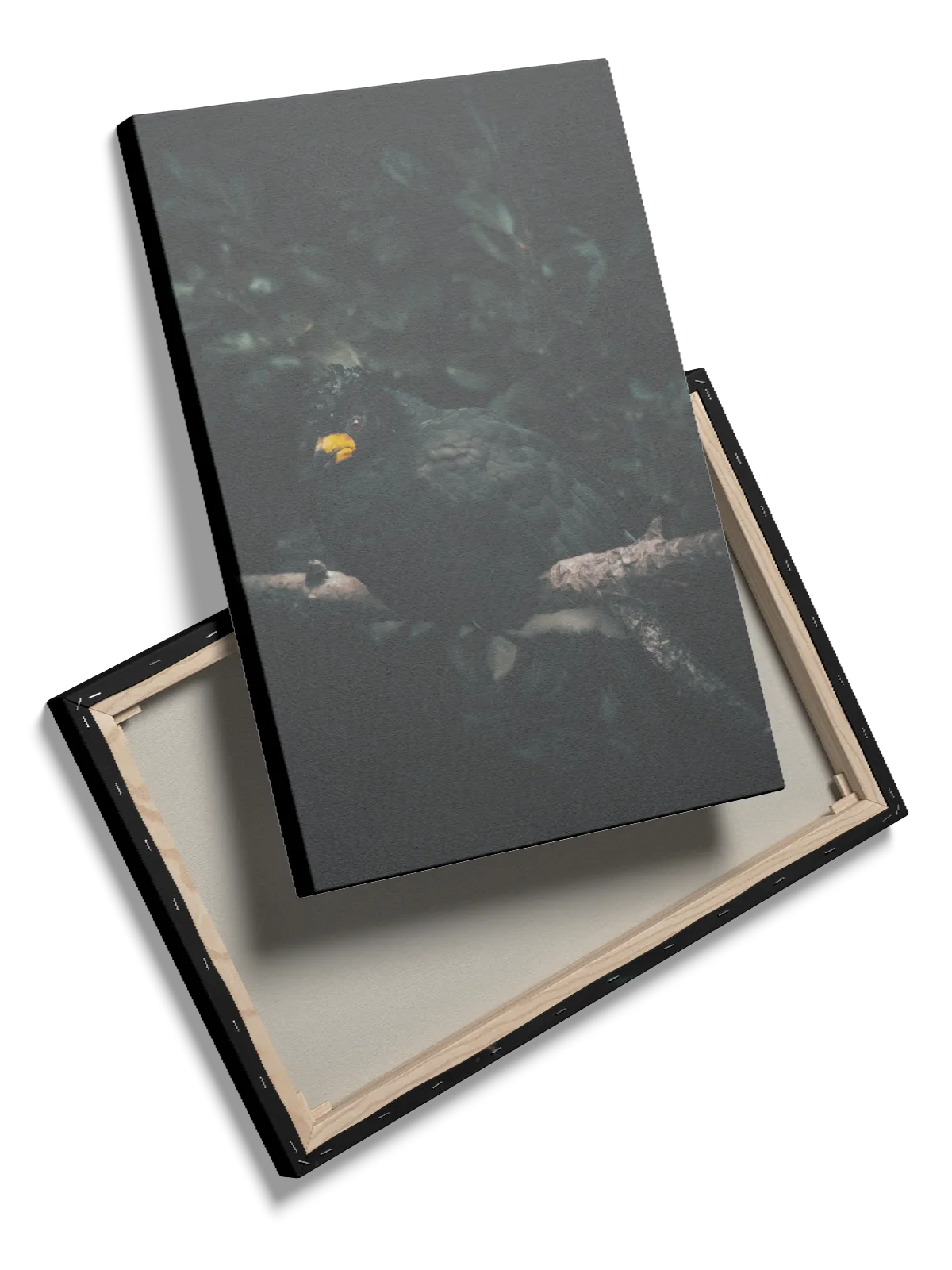 Ugle Black Myna Plakat