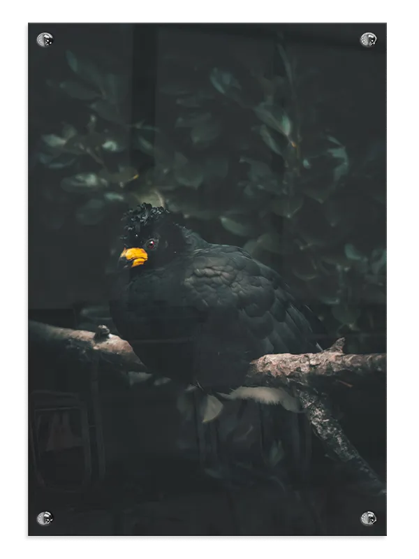 Ugle Black Myna Plakat