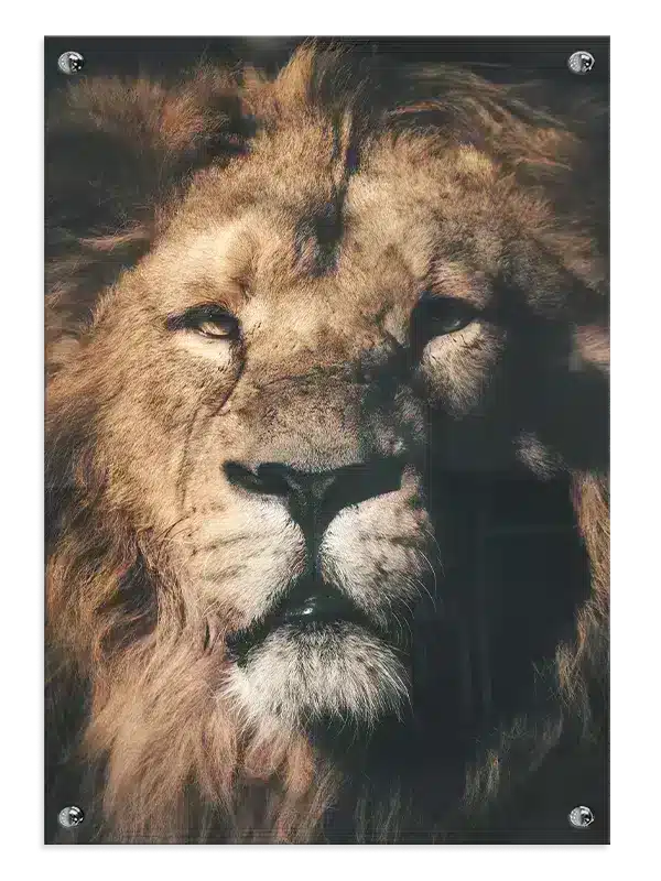 Lion Face III Plakat