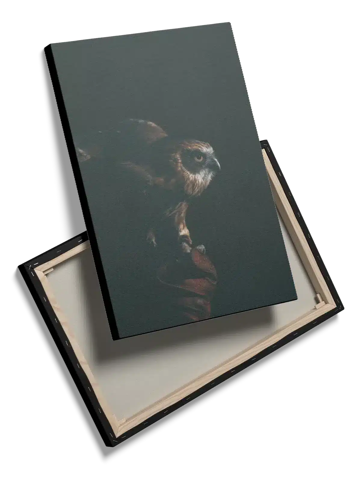 Fugl Brown Hawk Plakat
