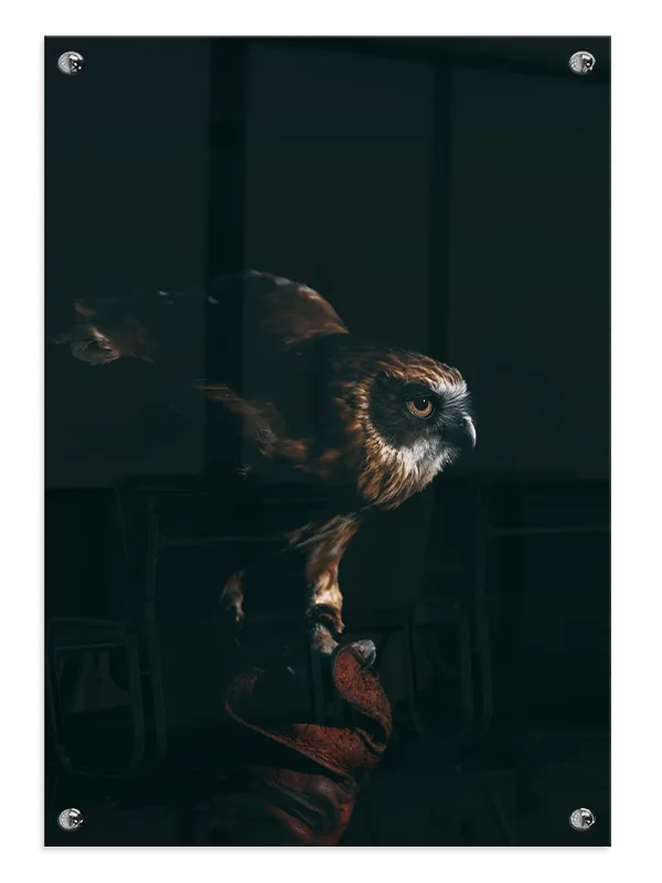 Fugl Brown Hawk Plakat