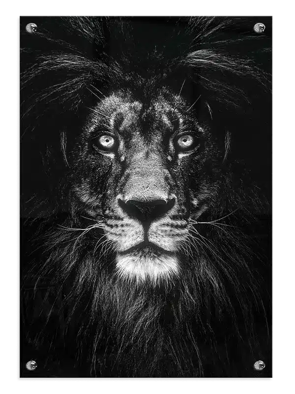 Black Lion Plakat