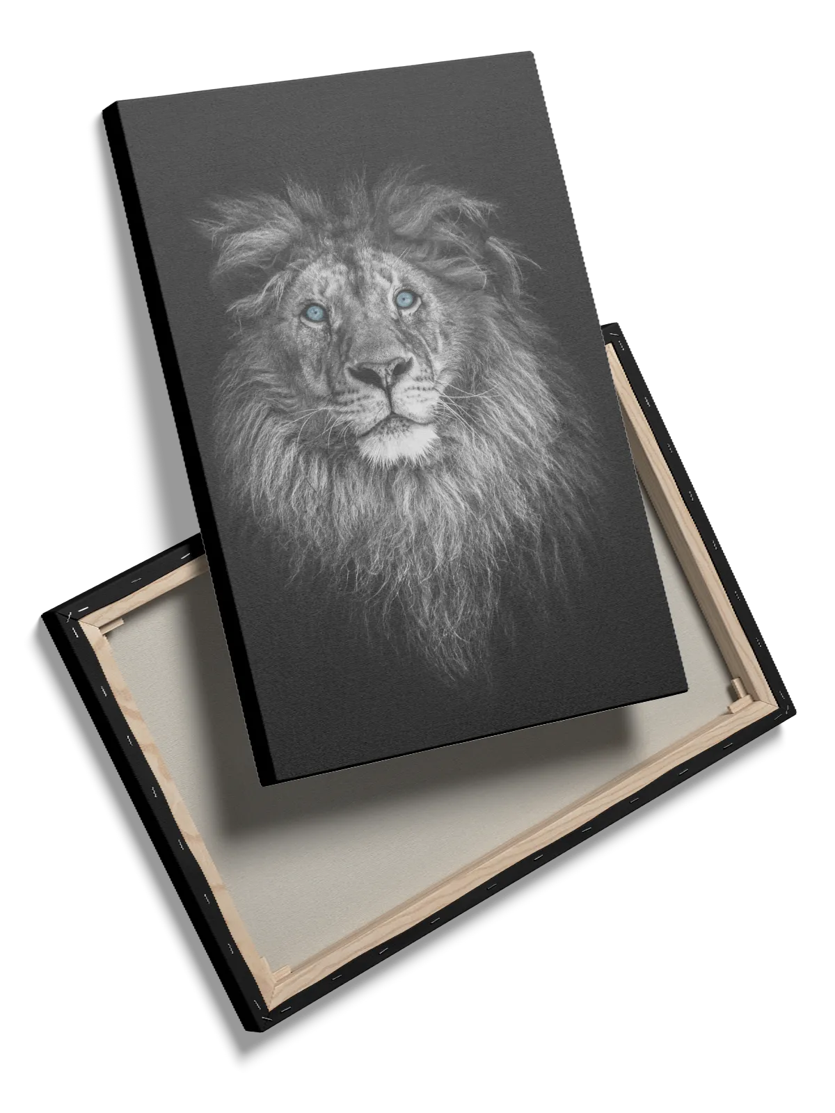 Lion With Blue Eyes Plakat