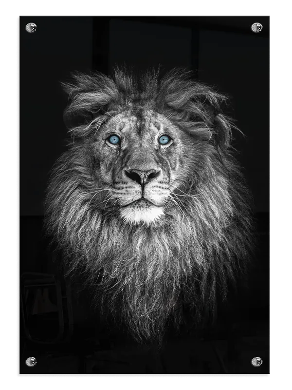 Lion With Blue Eyes Plakat
