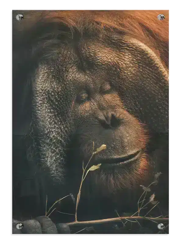 Orangutan Face Plakat