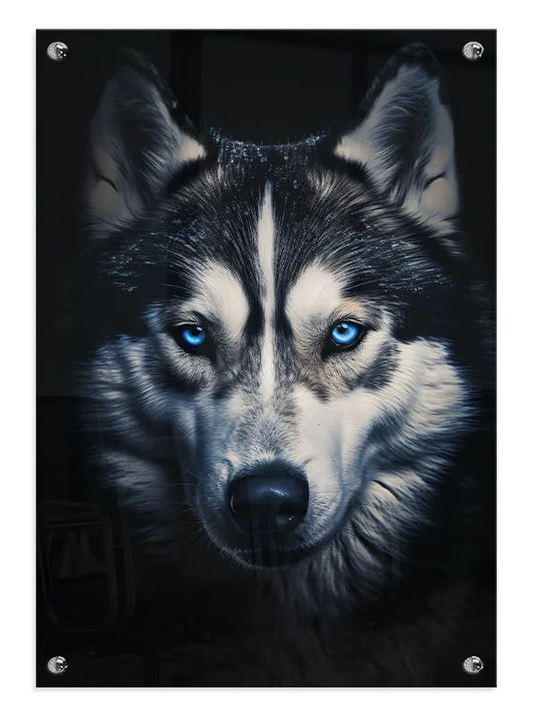 Husky Close Plakat