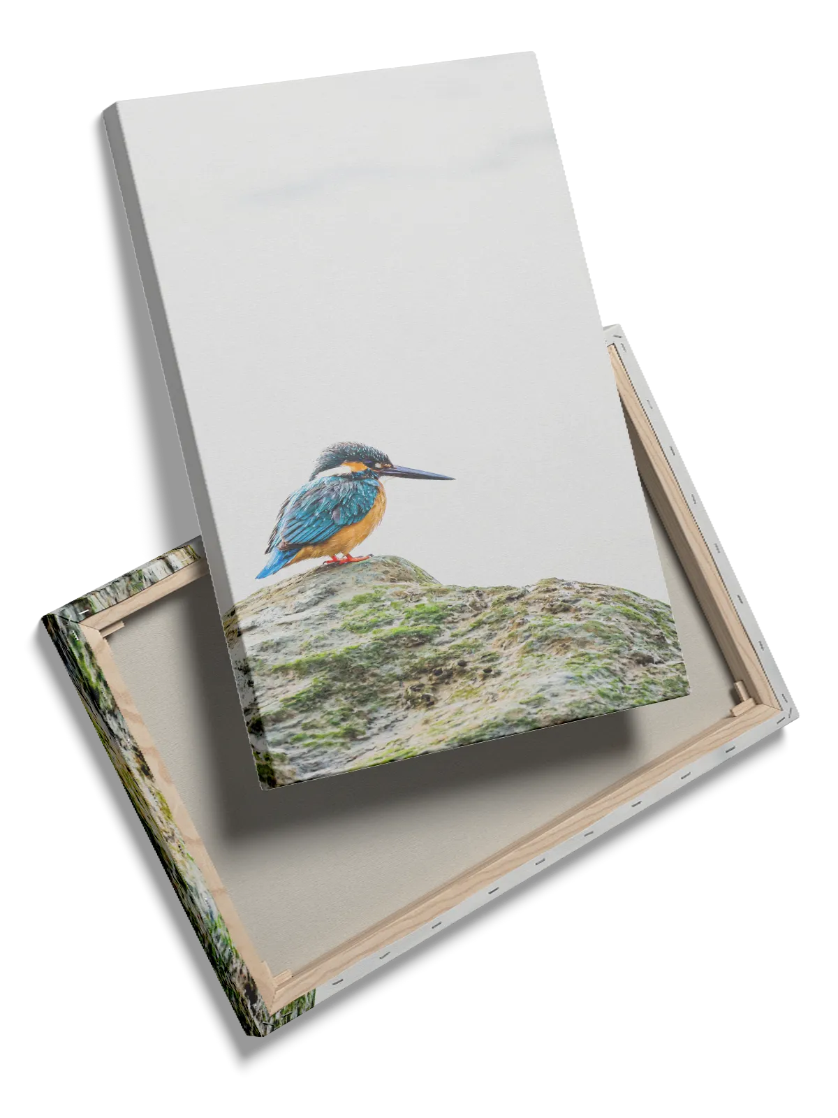 Kingfisher Bird Plakat