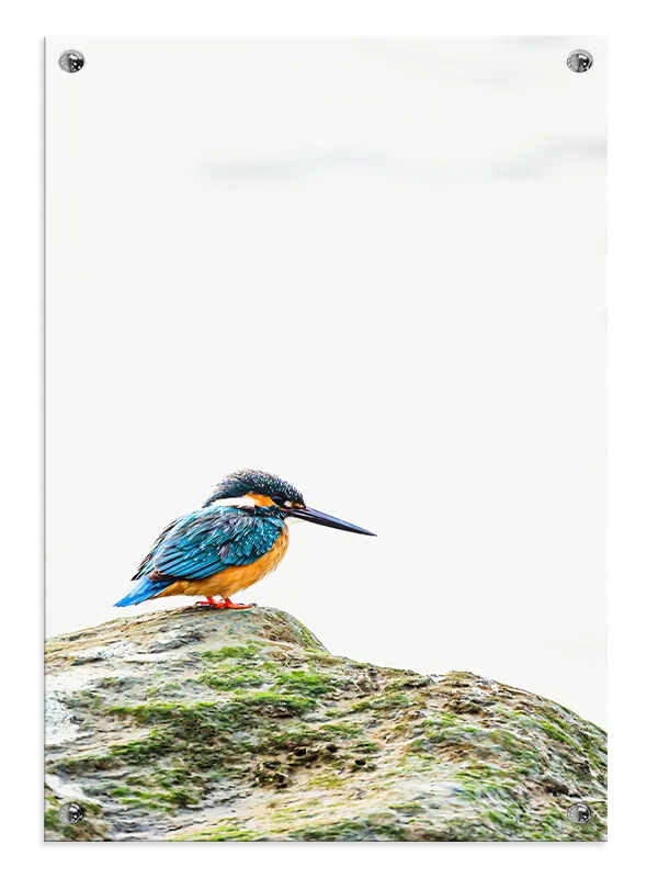 Kingfisher Bird Plakat