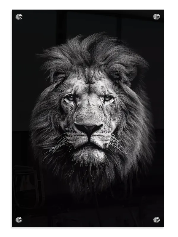 Lion Head Plakat