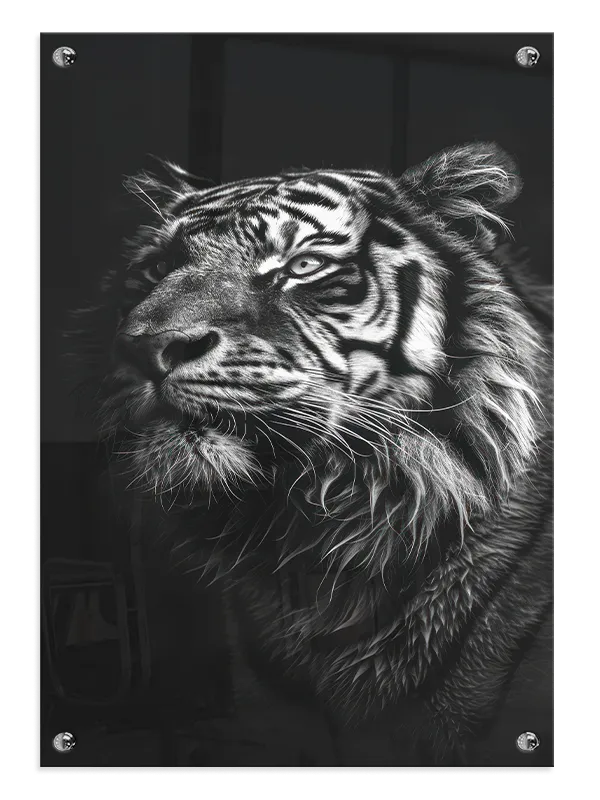 Tiger Portrait Plakat