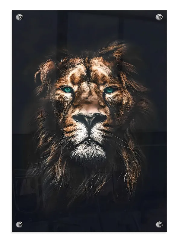 Lion Blue Eyes Plakat