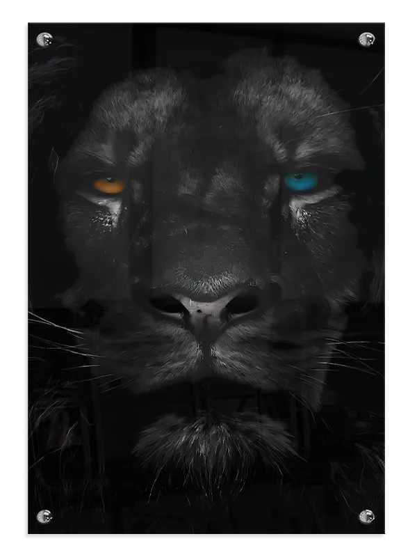 Black Lion Close Up Plakat
