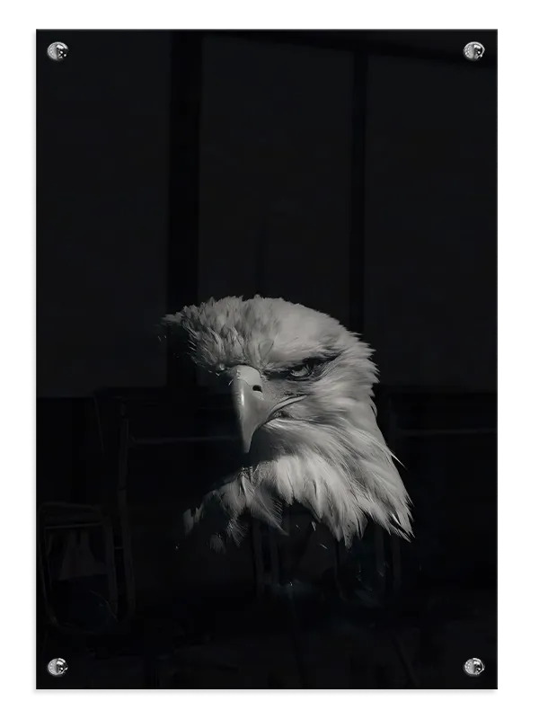 Bald Eagle Plakat