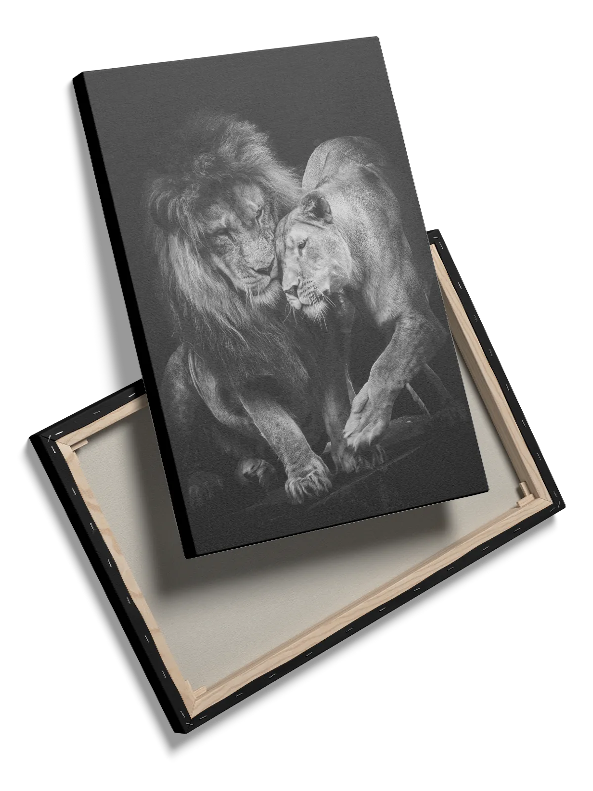 Lion Couple Plakat