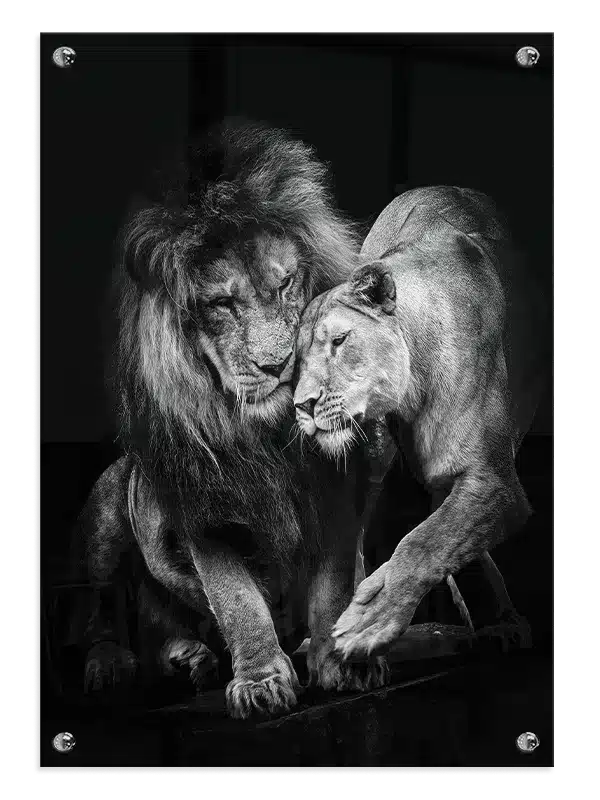 Lion Couple Plakat