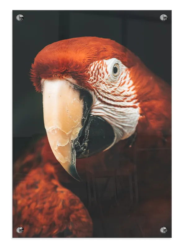 Fugl Scarlet Plakat
