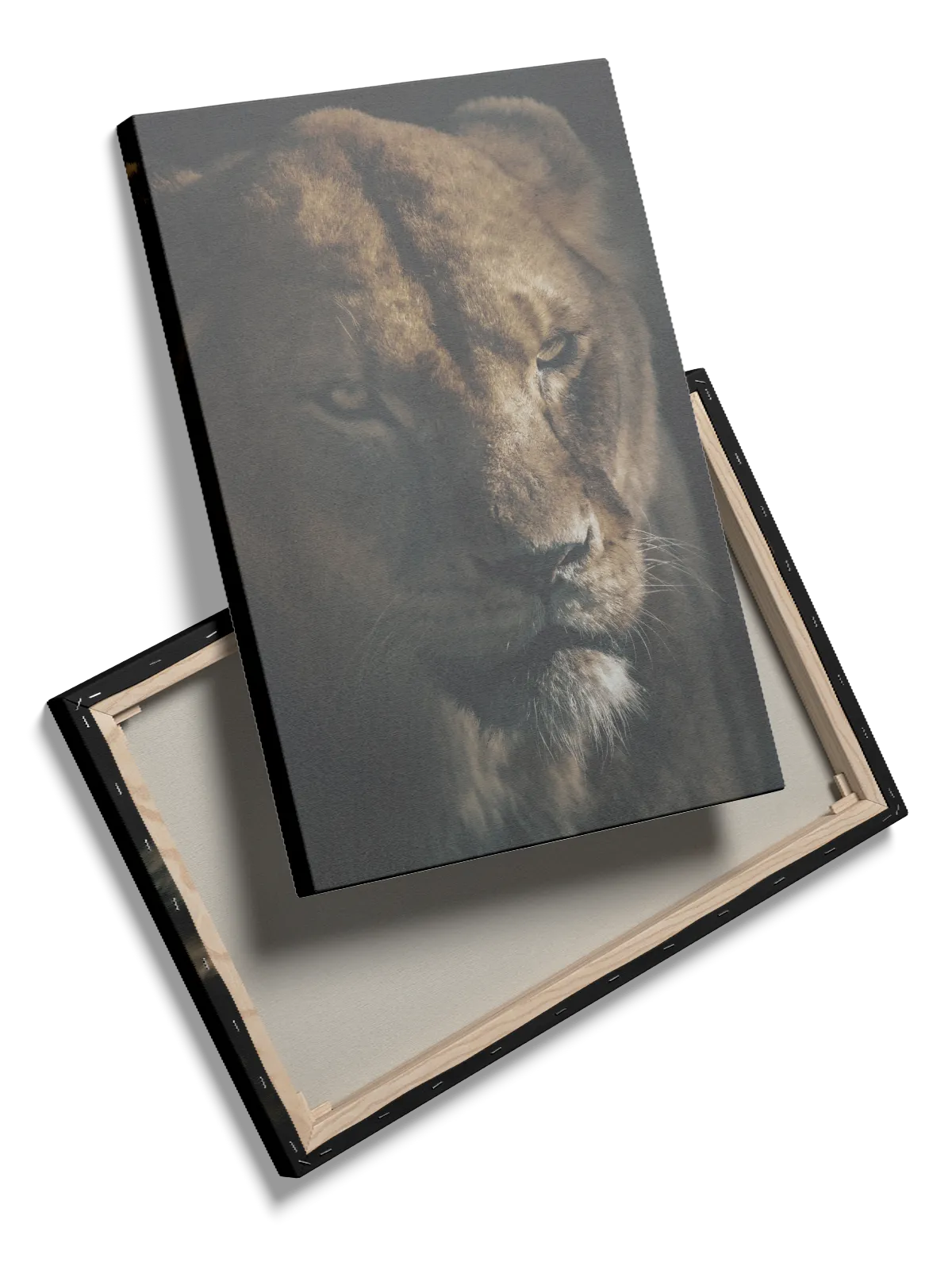 Lioness Closeup Plakat
