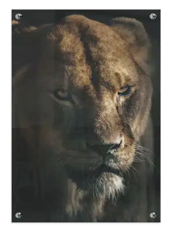 Lioness Closeup Plakat