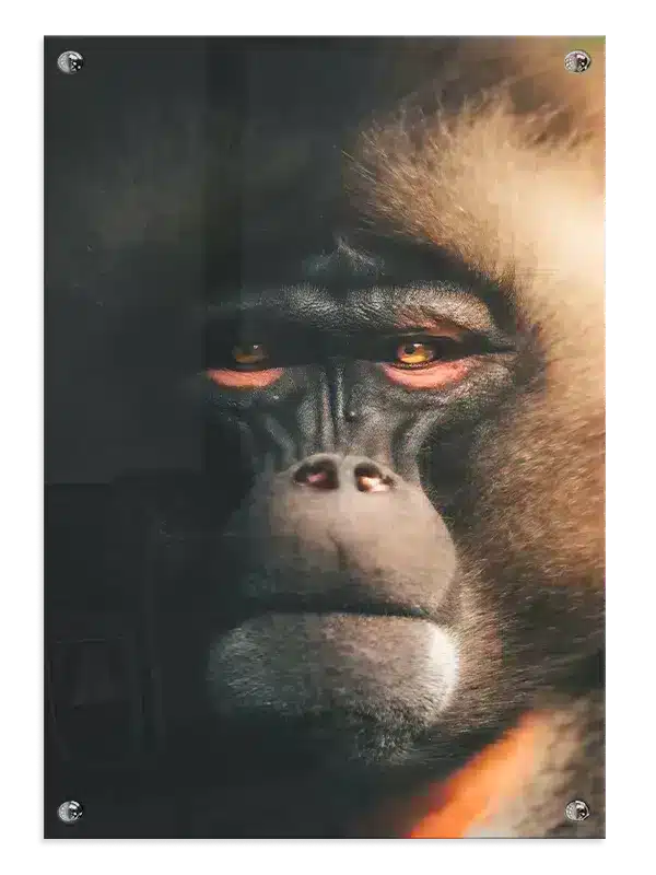 Bi Baboon Plakat