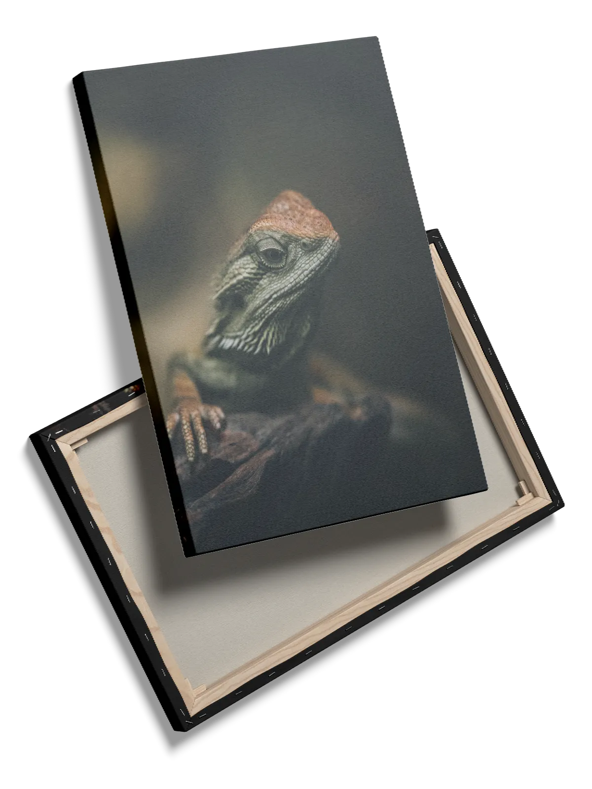 Bi Lizard Plakat
