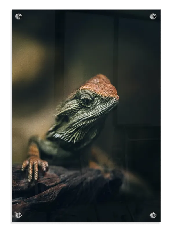 Bi Lizard Plakat