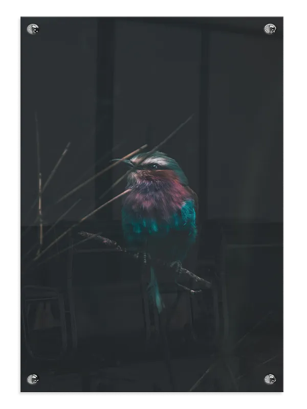 Ugle Lilac Breasted Roller Plakat