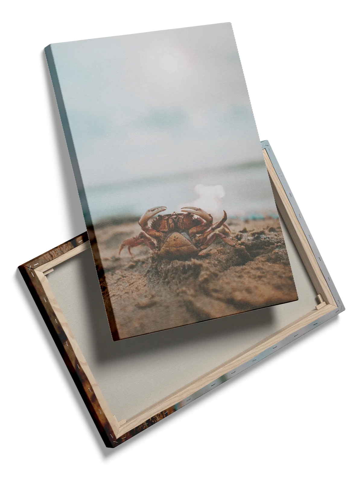 Beach Crab Plakat
