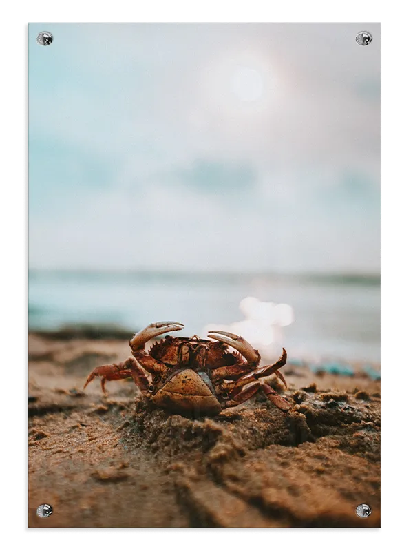 Beach Crab Plakat