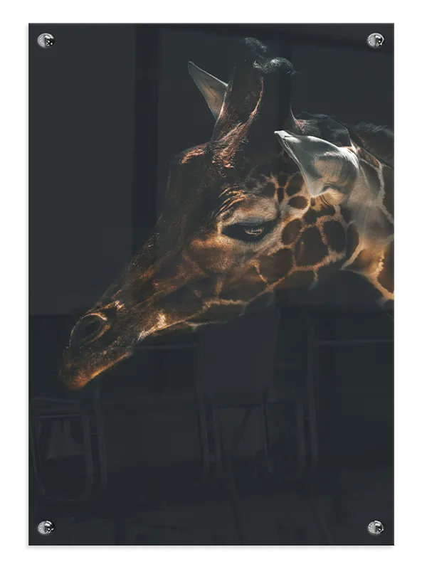 Giraffe Close Up Plakat