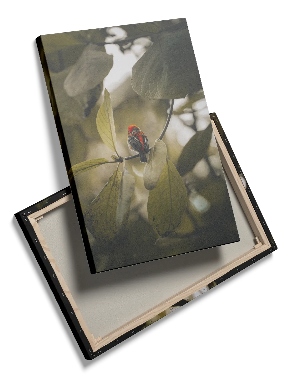 Red Bird Plakat