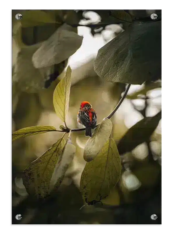 Red Bird Plakat