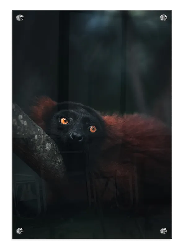 Black Lemur Plakat