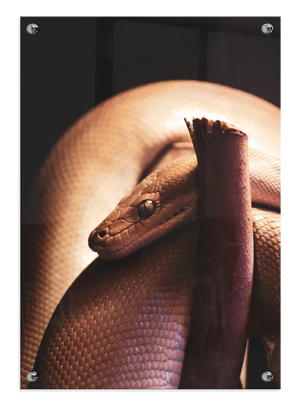 Slange Python On Branch Plakat