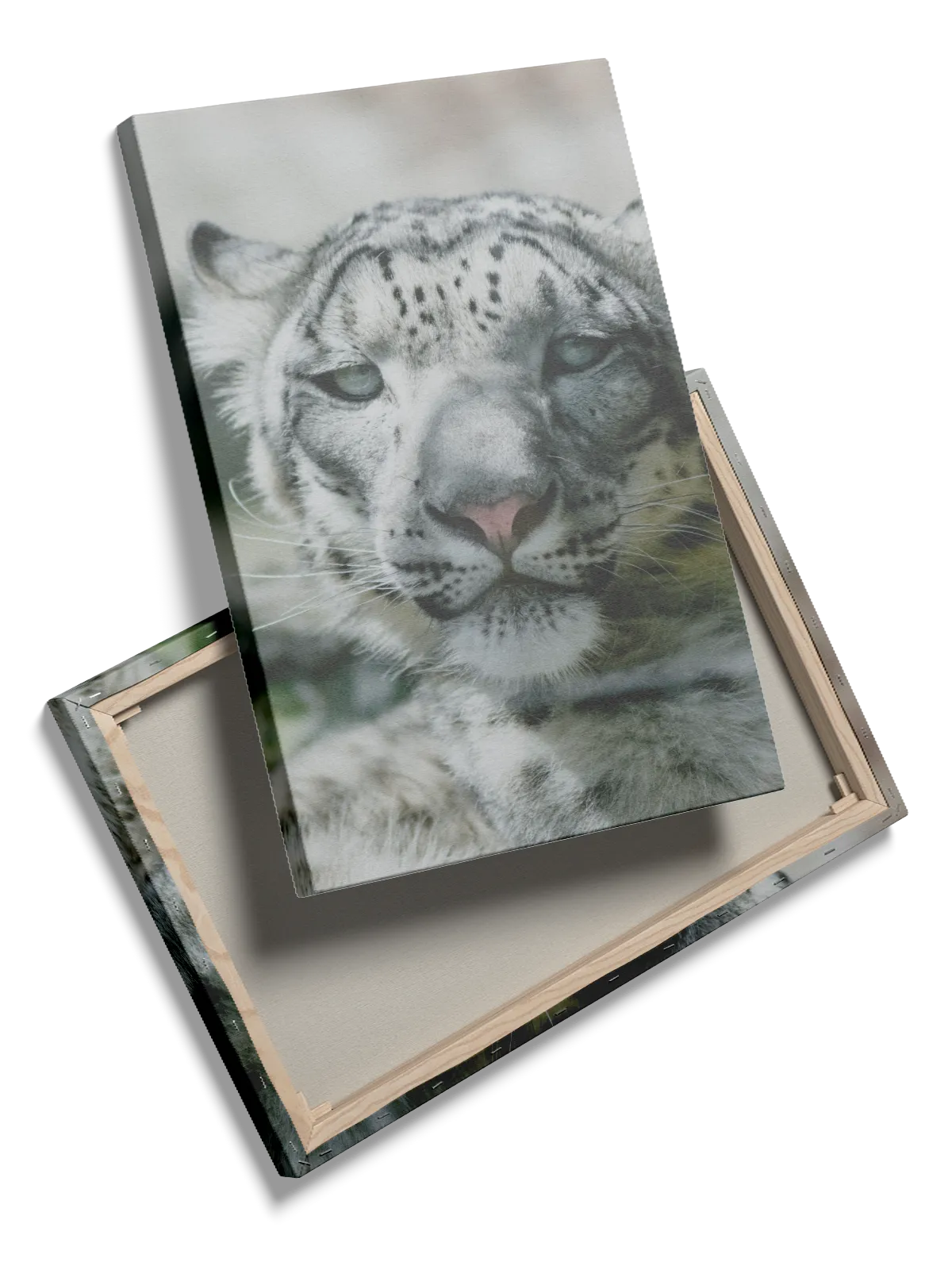 Snow Leopard Plakat
